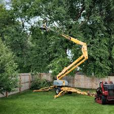 Best Stump Grinding and Removal  in Brambleton, VA