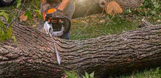 Best Tree Maintenance Programs  in Brambleton, VA