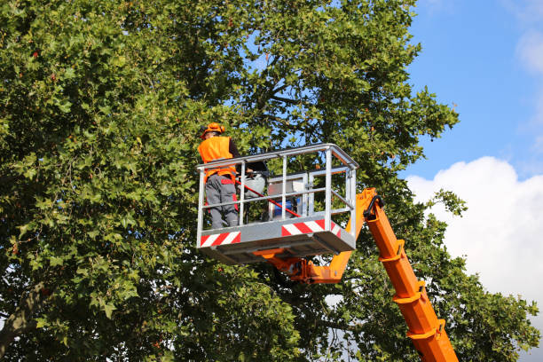 Best Arborist Consultation Services  in Brambleton, VA