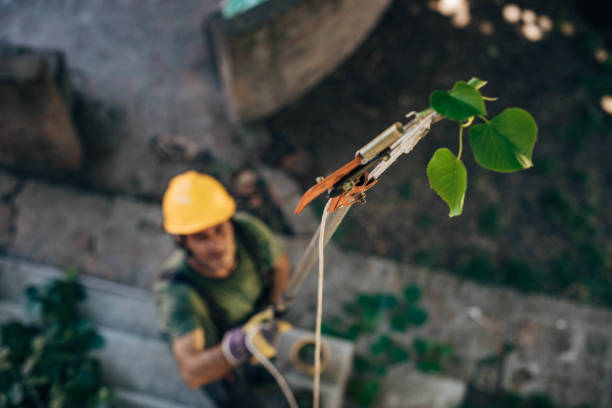 How Our Tree Care Process Works  in  Brambleton, VA