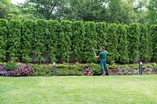 Best Emergency Tree Removal  in Brambleton, VA