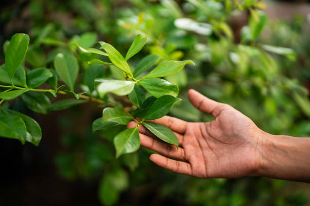 Professional Tree Services in Brambleton, VA