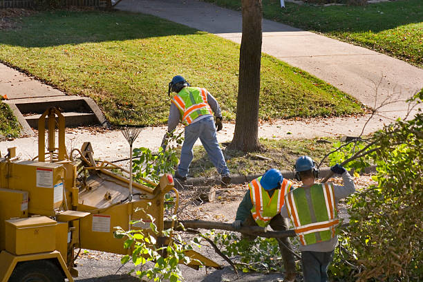 Best Palm Tree Trimming  in Brambleton, VA