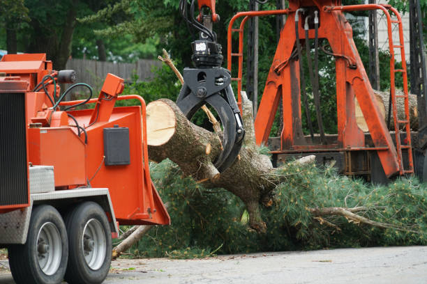 Best Lawn Disease Treatment  in Brambleton, VA
