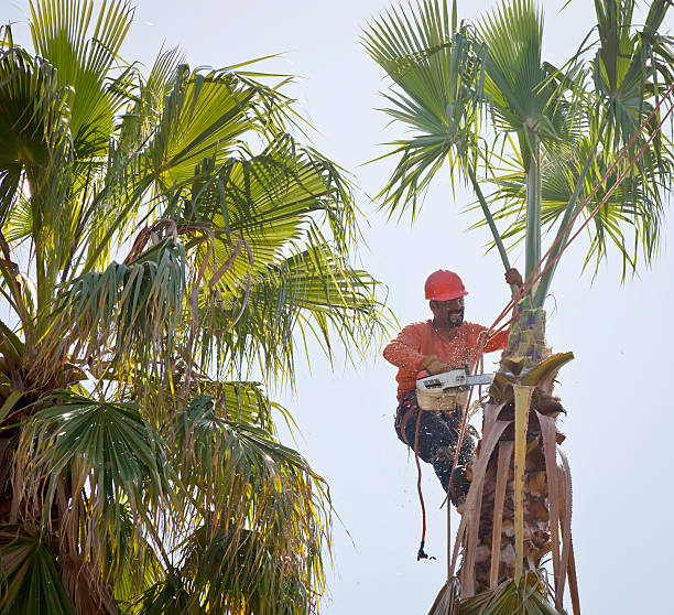 Best Tree Risk Assessment  in Brambleton, VA