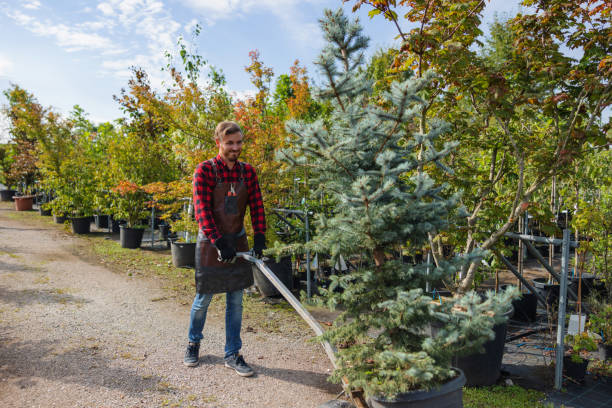 Best Tree Health Inspection  in Brambleton, VA
