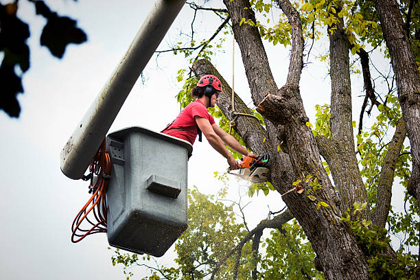 Best Tree Cabling and Bracing  in Brambleton, VA