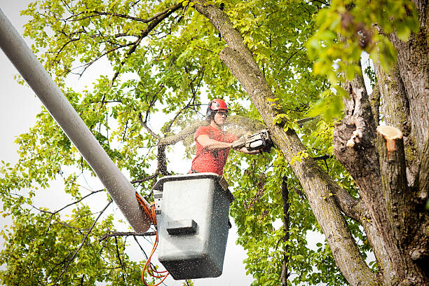 Best Arborist Consultation Services  in Brambleton, VA