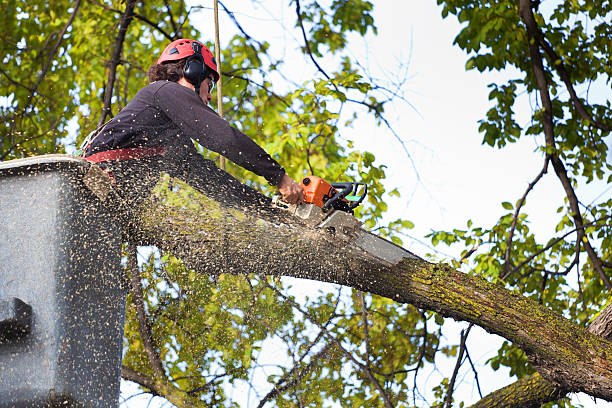Best Tree Disease Treatment  in Brambleton, VA