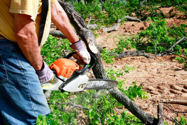 Best Fruit Tree Pruning  in Brambleton, VA